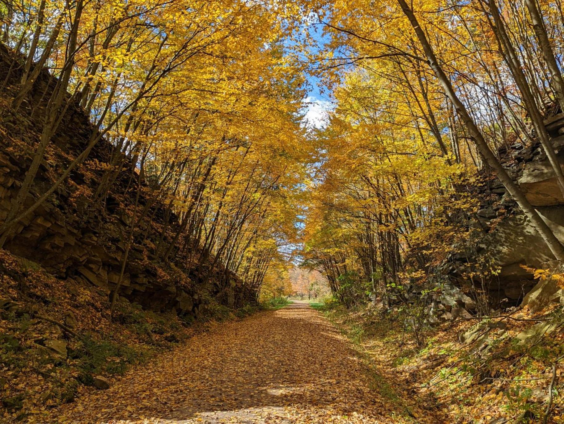 In Near The Gap Trail - Ohiopyle, Pa *